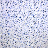 Popeline polycoton imprimée army bleu